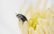 Phil Harbord - Beetle on Clematis